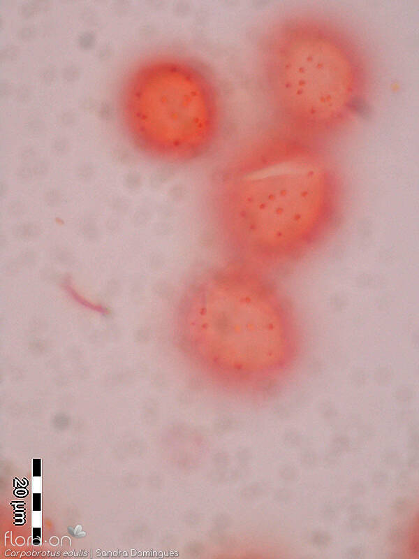 Carpobrotus edulis - Pólen | Sandra Domingues; CC BY-NC 4.0
