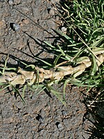 Cenchrus clandestinus