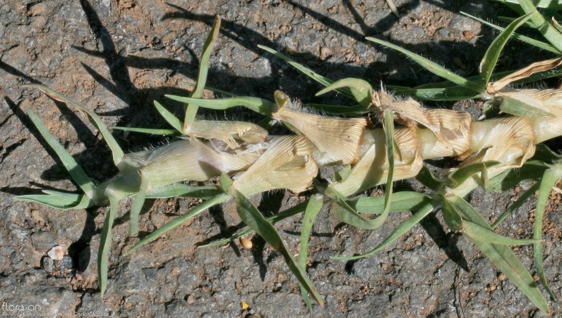 Cenchrus clandestinus - Folha | Carlos Aguiar; CC BY-NC 4.0