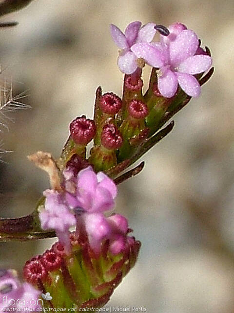 Centranthus calcitrapae calcitrapae - Flor (close-up) | Miguel Porto; CC BY-NC 4.0