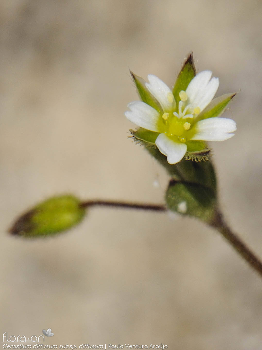 Cerastium diffusum diffusum - Flor (close-up) | Paulo Ventura Araújo; CC BY-NC 4.0