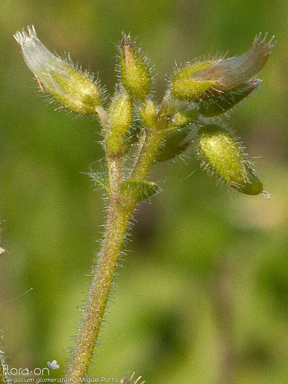 Cerastium glomeratum - Flor (close-up) | Miguel Porto; CC BY-NC 4.0