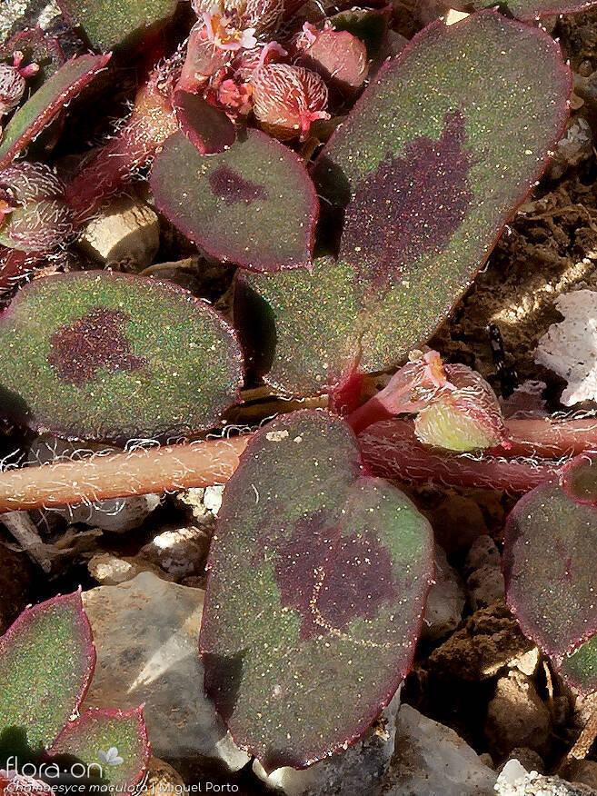 Chamaesyce maculata - Folha | Miguel Porto; CC BY-NC 4.0