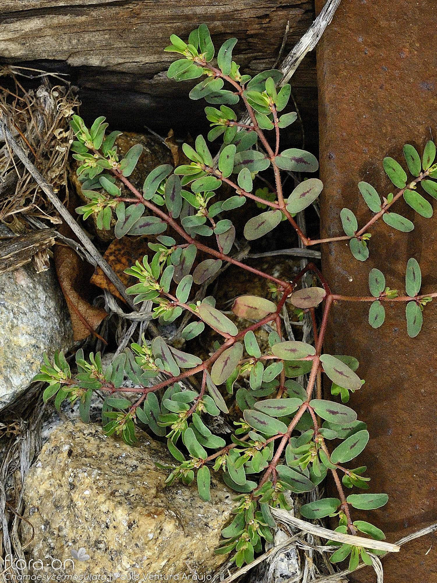 Chamaesyce maculata - Hábito | Paulo Ventura Araújo; CC BY-NC 4.0