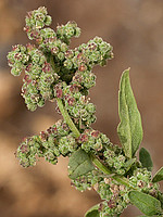 Chenopodium murale