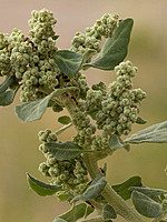 Chenopodium vulvaria