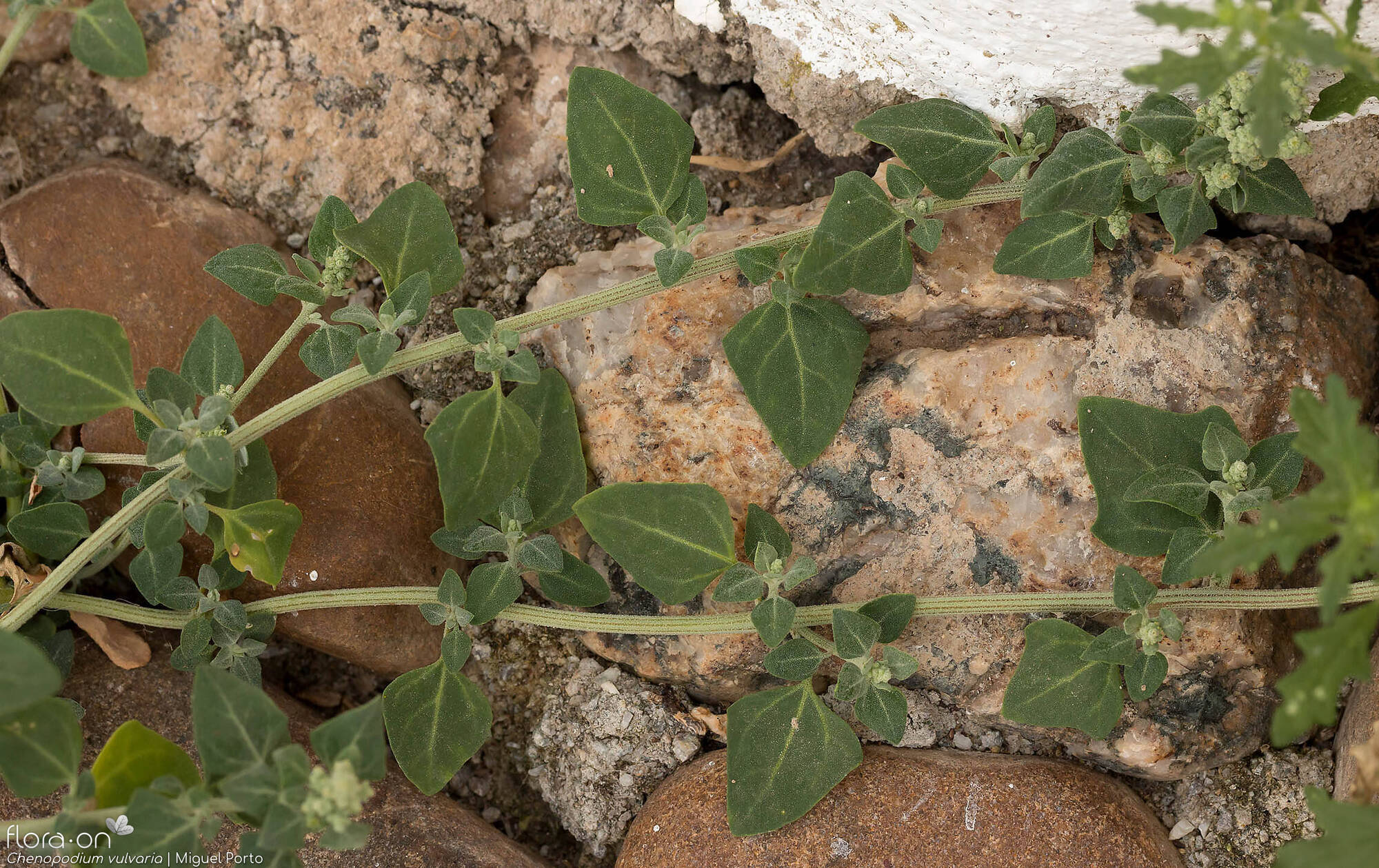 Chenopodium vulvaria - Folha (geral) | Miguel Porto; CC BY-NC 4.0
