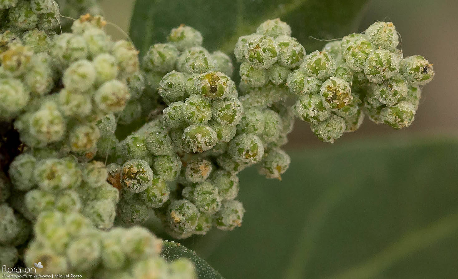 Chenopodium vulvaria - Flor (close-up) | Miguel Porto; CC BY-NC 4.0