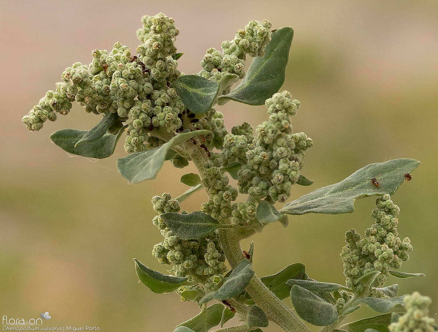 Chenopodium vulvaria - Flor (geral) | Miguel Porto; CC BY-NC 4.0
