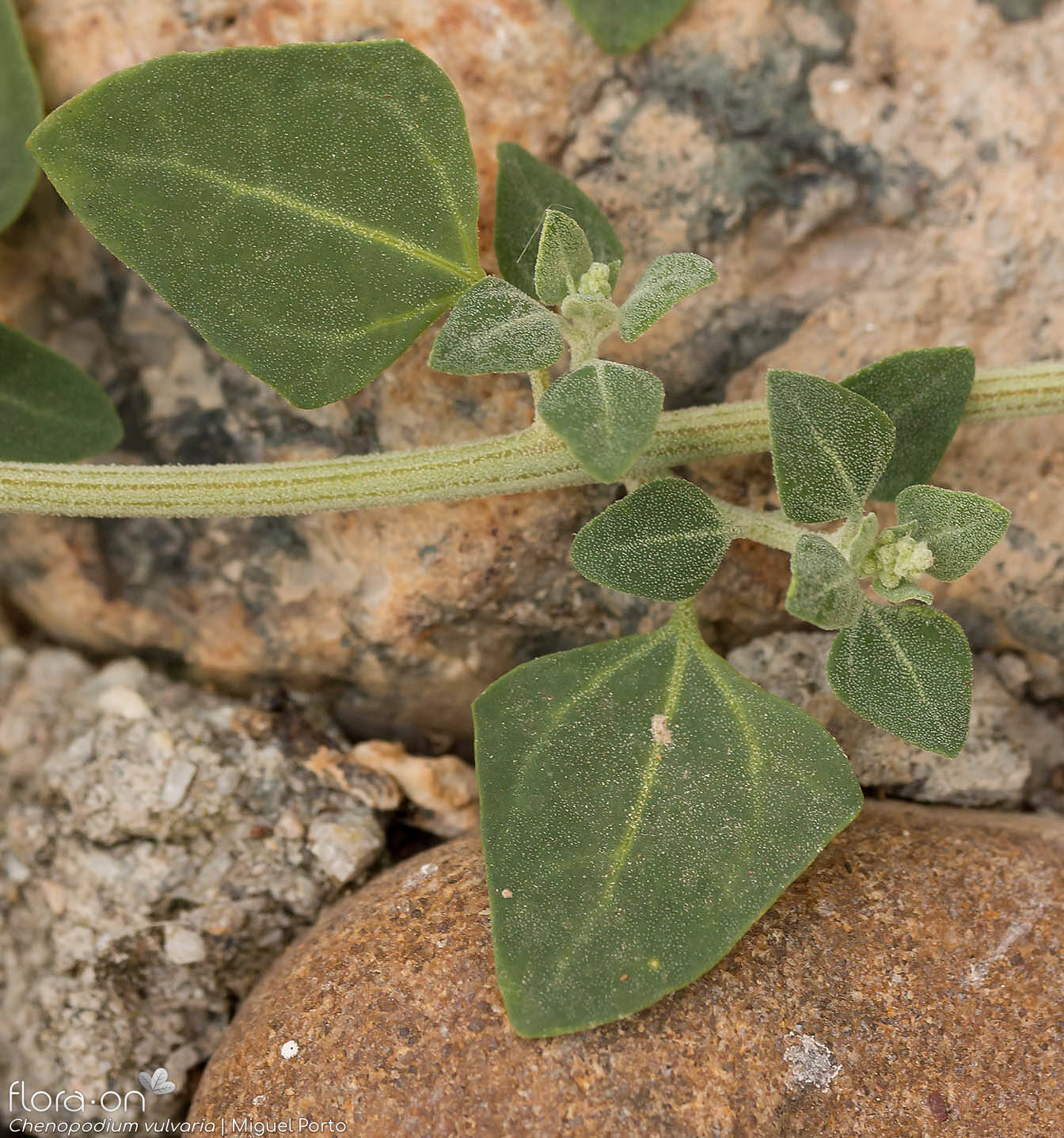 Chenopodium vulvaria - Folha (geral) | Miguel Porto; CC BY-NC 4.0