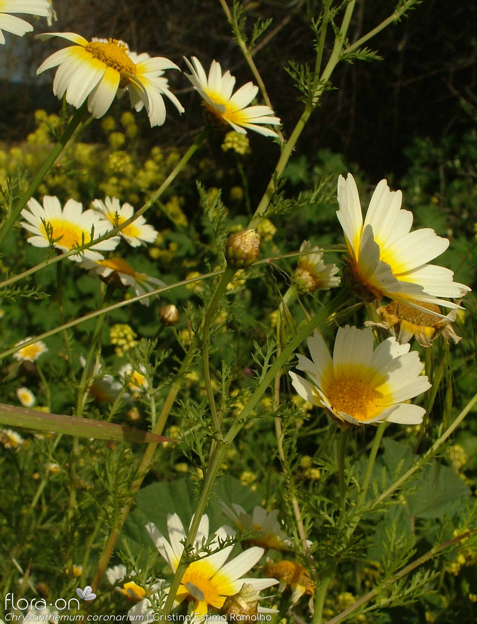 Chrysanthemum coronarium - Flor (geral) | Cristina Estima Ramalho; CC BY-NC 4.0