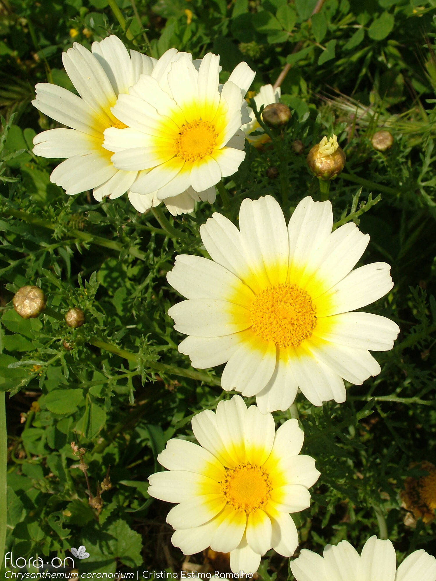 Chrysanthemum coronarium - Capítulo | Cristina Estima Ramalho; CC BY-NC 4.0