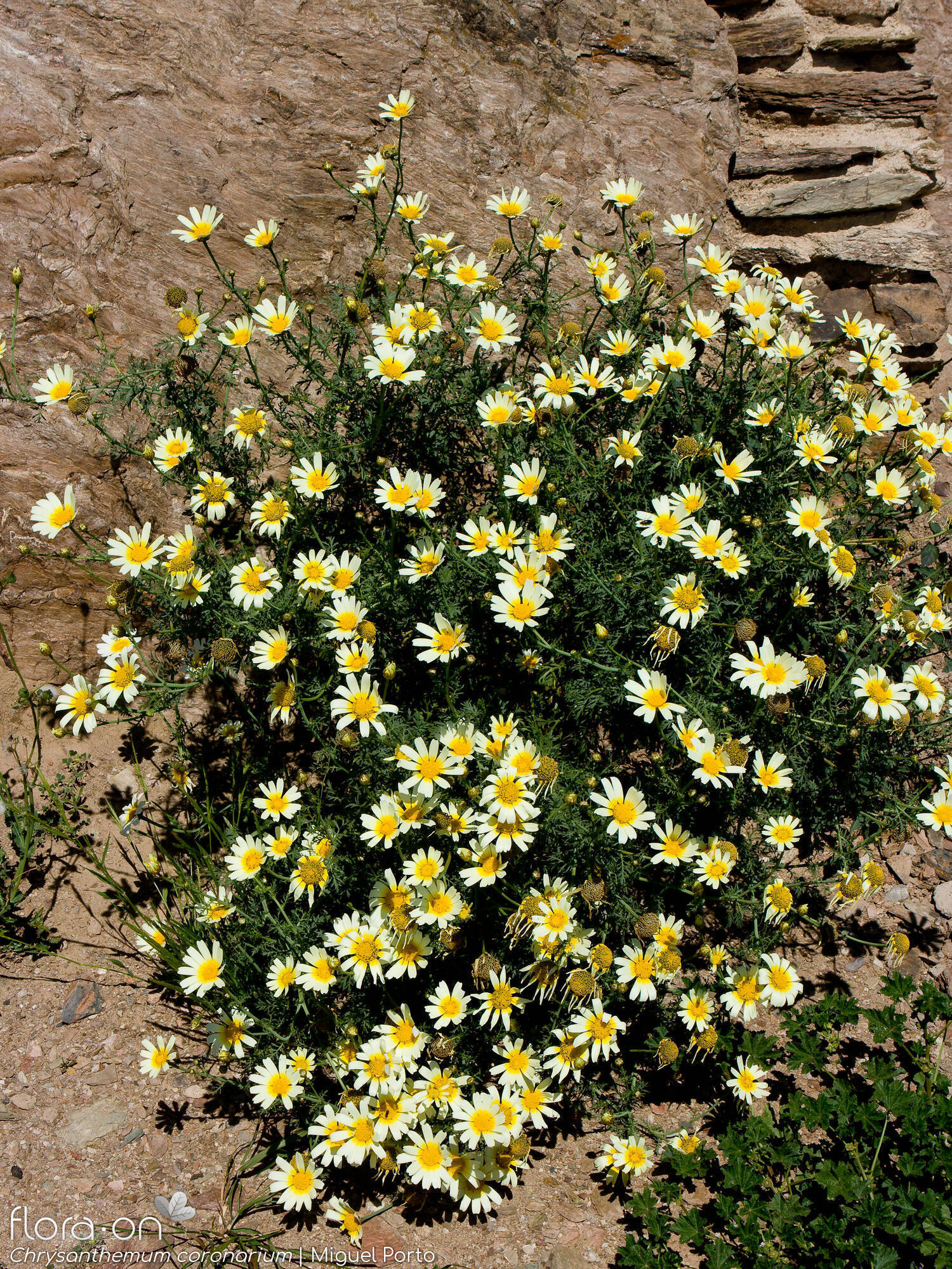 Chrysanthemum coronarium - Hábito | Miguel Porto; CC BY-NC 4.0