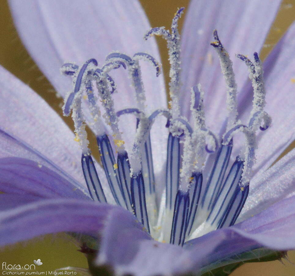 Cichorium pumilum - Flor (close-up) | Miguel Porto; CC BY-NC 4.0