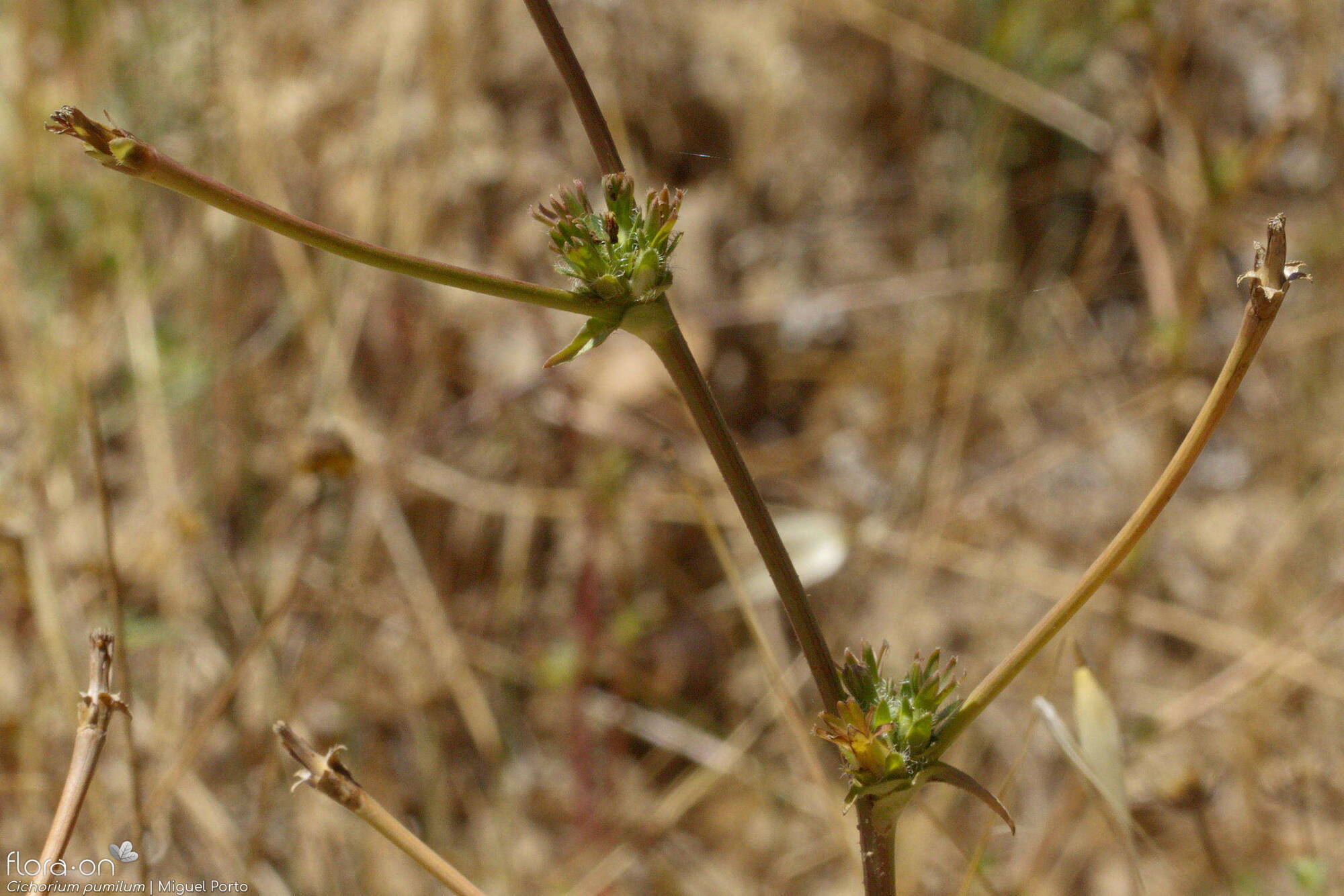 Cichorium pumilum - Flor (geral) | Miguel Porto; CC BY-NC 4.0