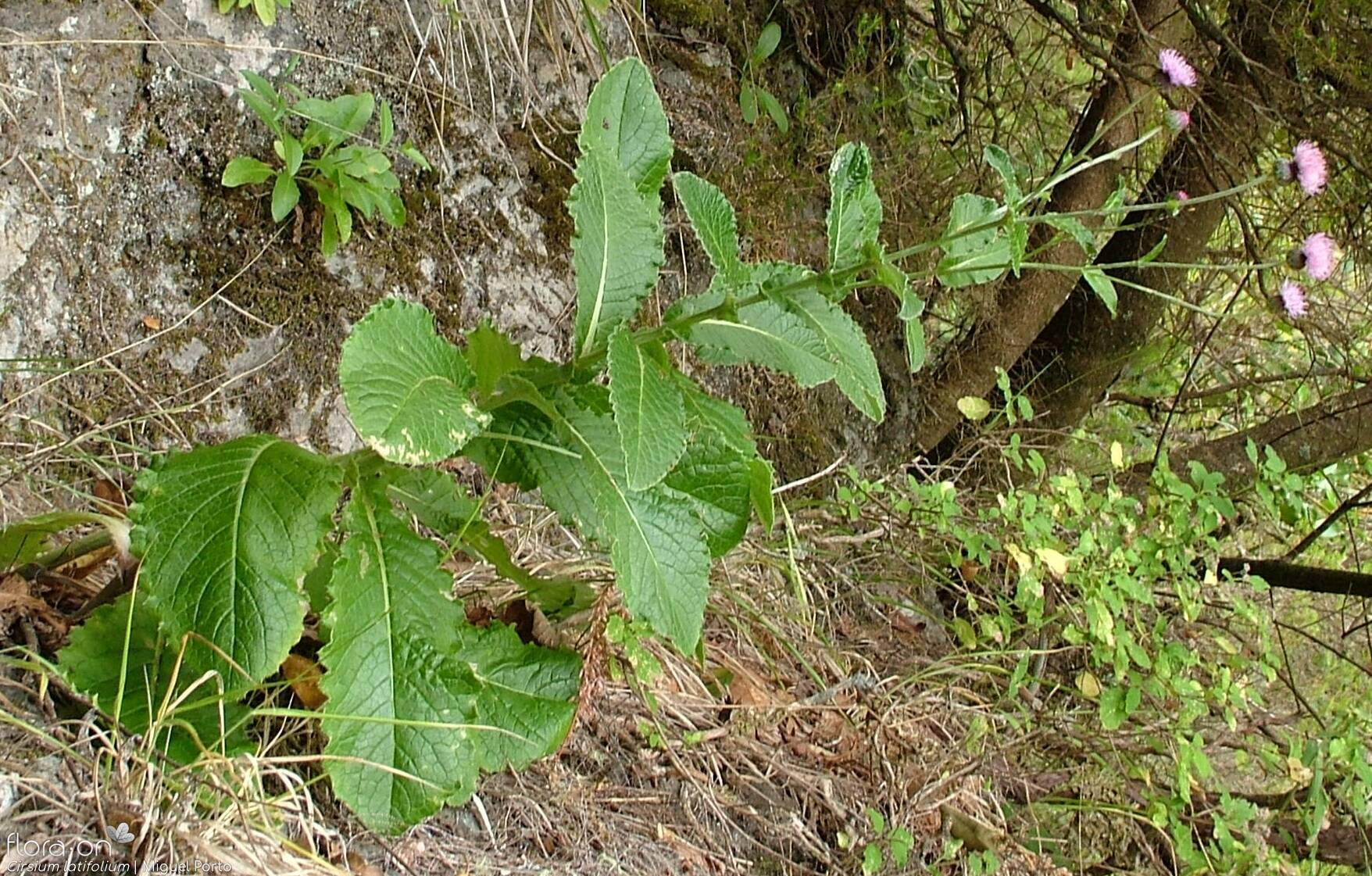 Cirsium latifolium - Hábito | Miguel Porto; CC BY-NC 4.0
