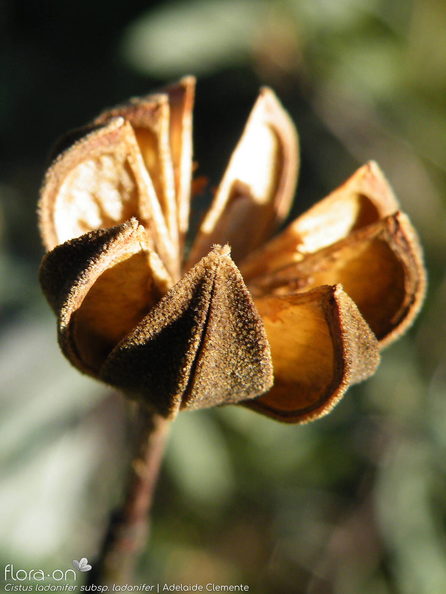 Cistus ladanifer ladanifer - Fruto | Adelaide Clemente; CC BY-NC 4.0