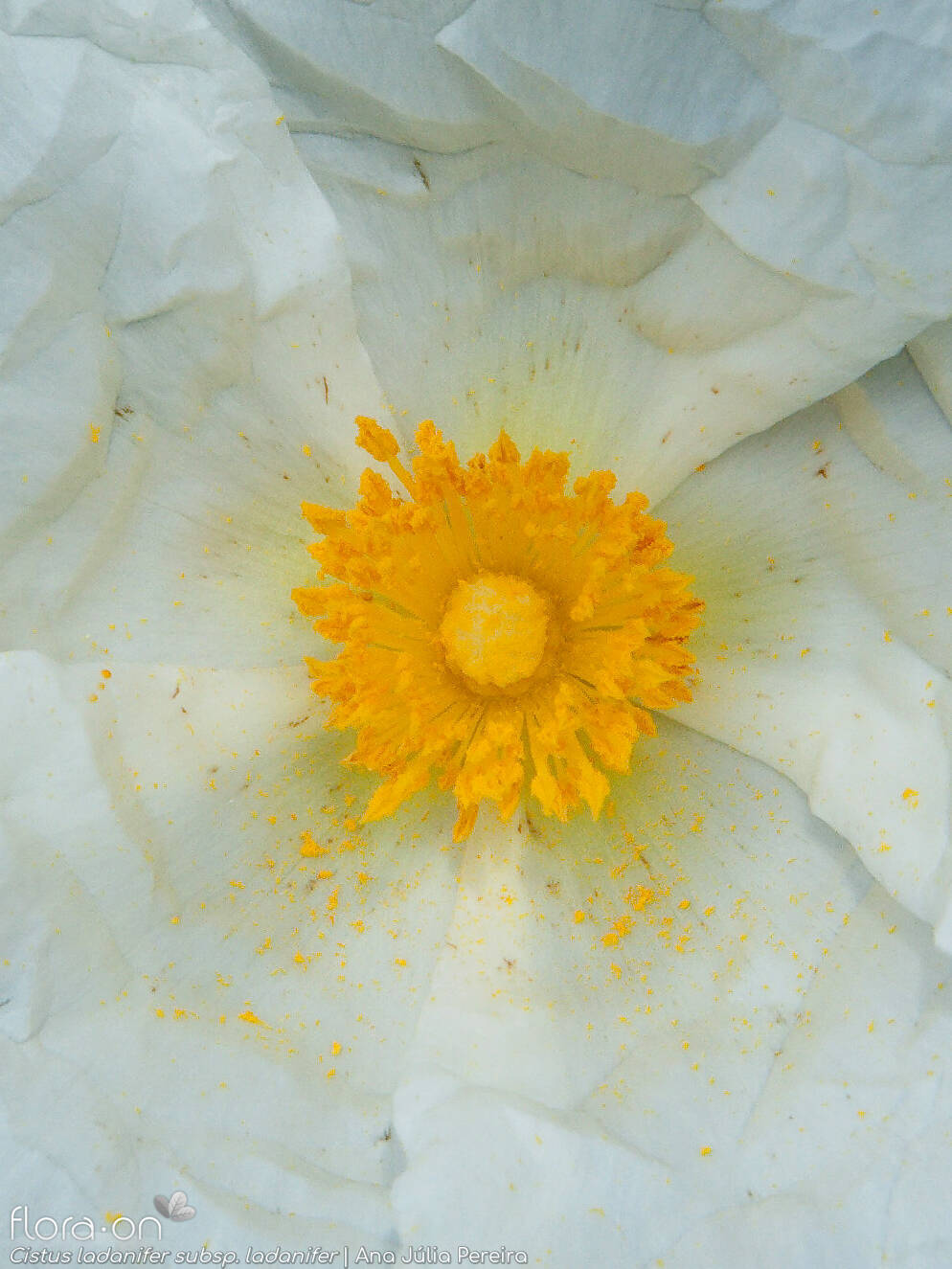 Cistus ladanifer ladanifer - Flor (close-up) | Ana Júlia Pereira; CC BY-NC 4.0