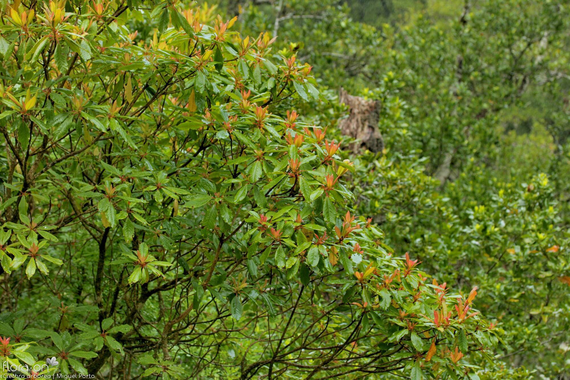 Clethra arborea - Hábito | Miguel Porto; CC BY-NC 4.0