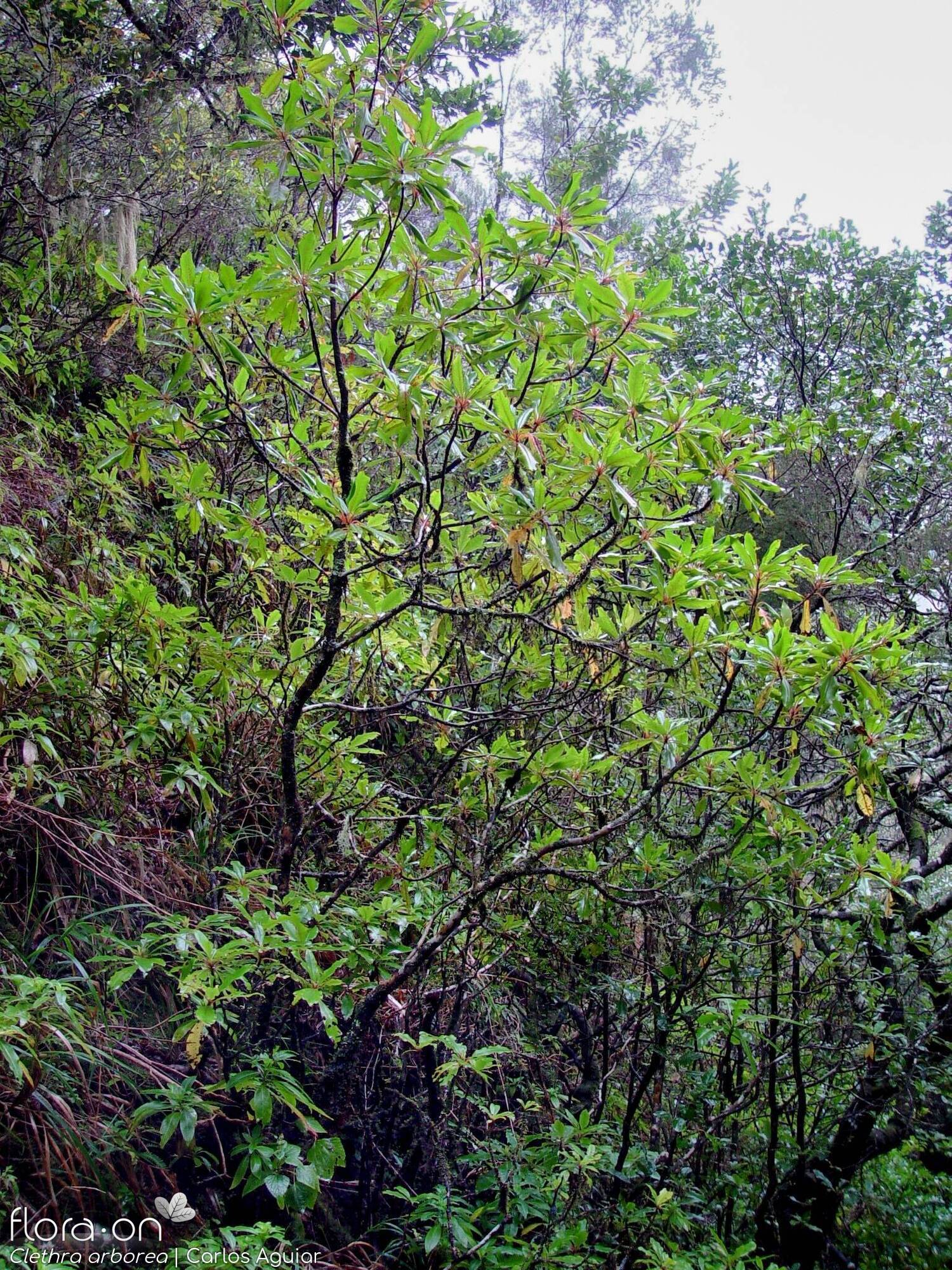 Clethra arborea - Hábito | Carlos Aguiar; CC BY-NC 4.0