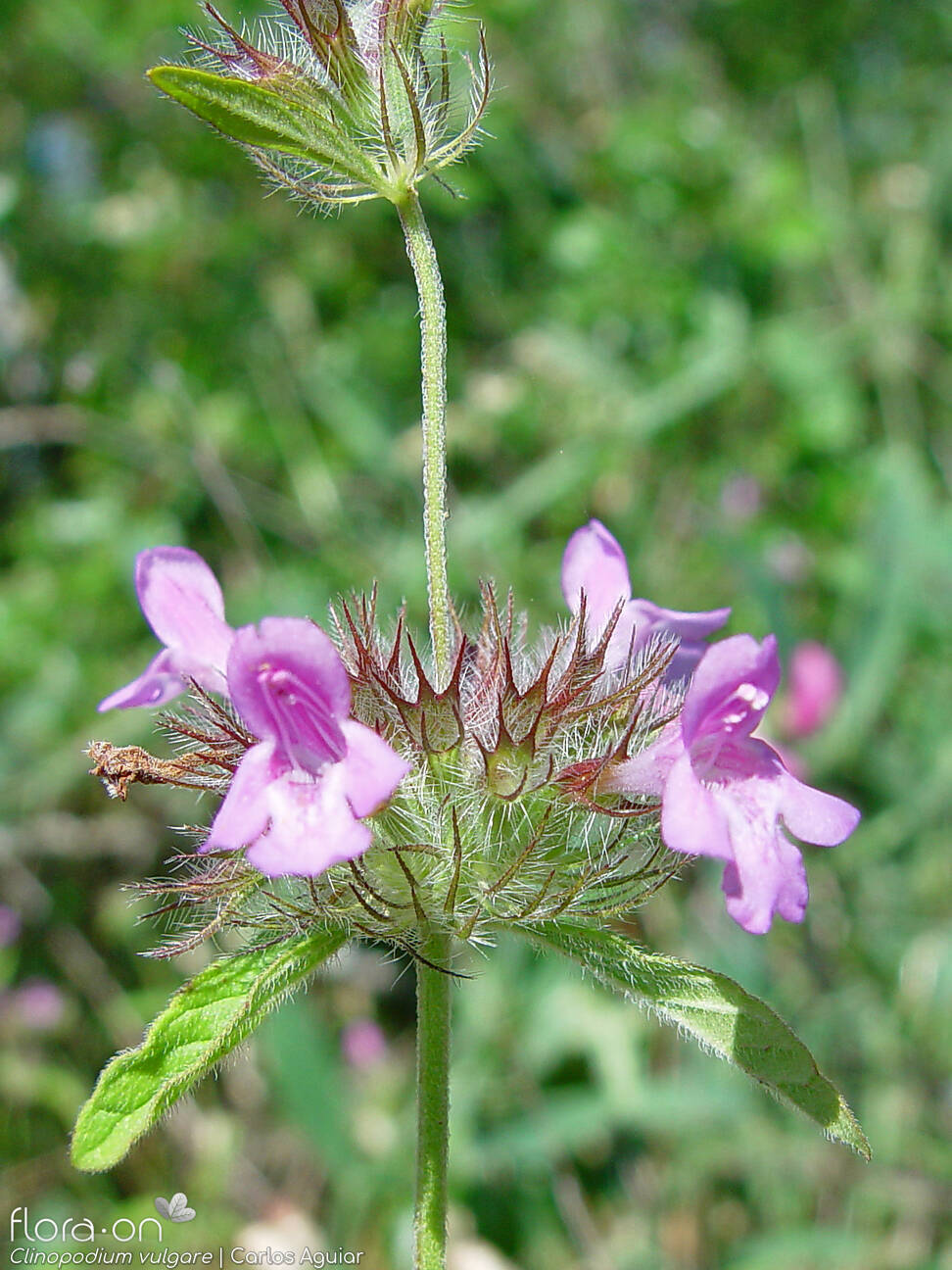 Clinopodium vulgare - Flor (geral) | Carlos Aguiar; CC BY-NC 4.0