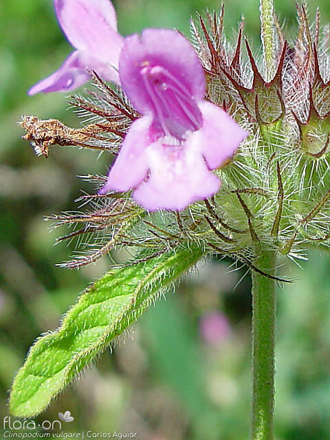 Clinopodium vulgare - Flor (close-up) | Carlos Aguiar; CC BY-NC 4.0