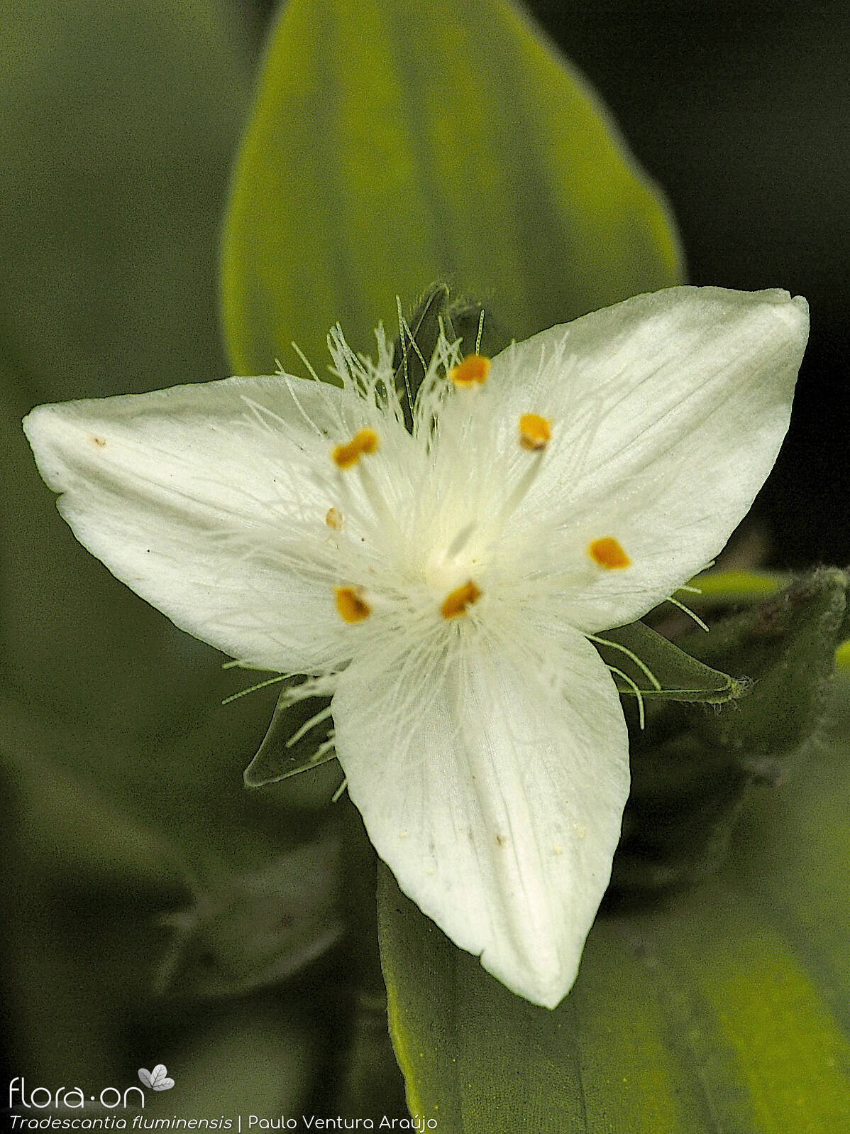 Commelinaceae