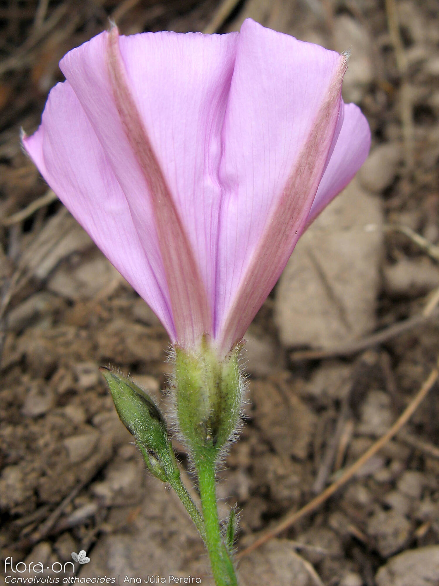 Convolvulus althaeoides - Flor (close-up) | Ana Júlia Pereira; CC BY-NC 4.0