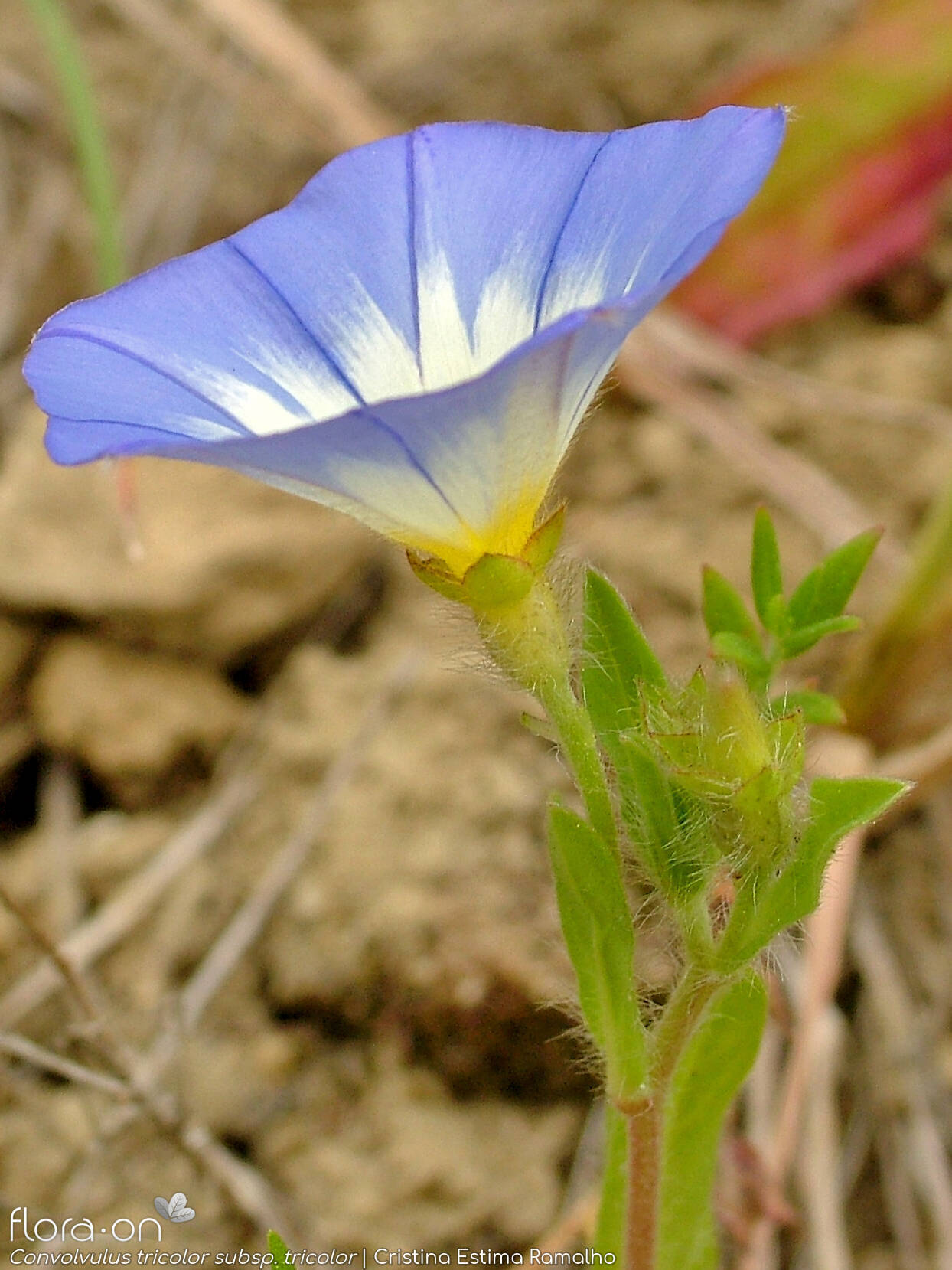 Convolvulus tricolor tricolor - Flor (close-up) | Cristina Estima Ramalho; CC BY-NC 4.0