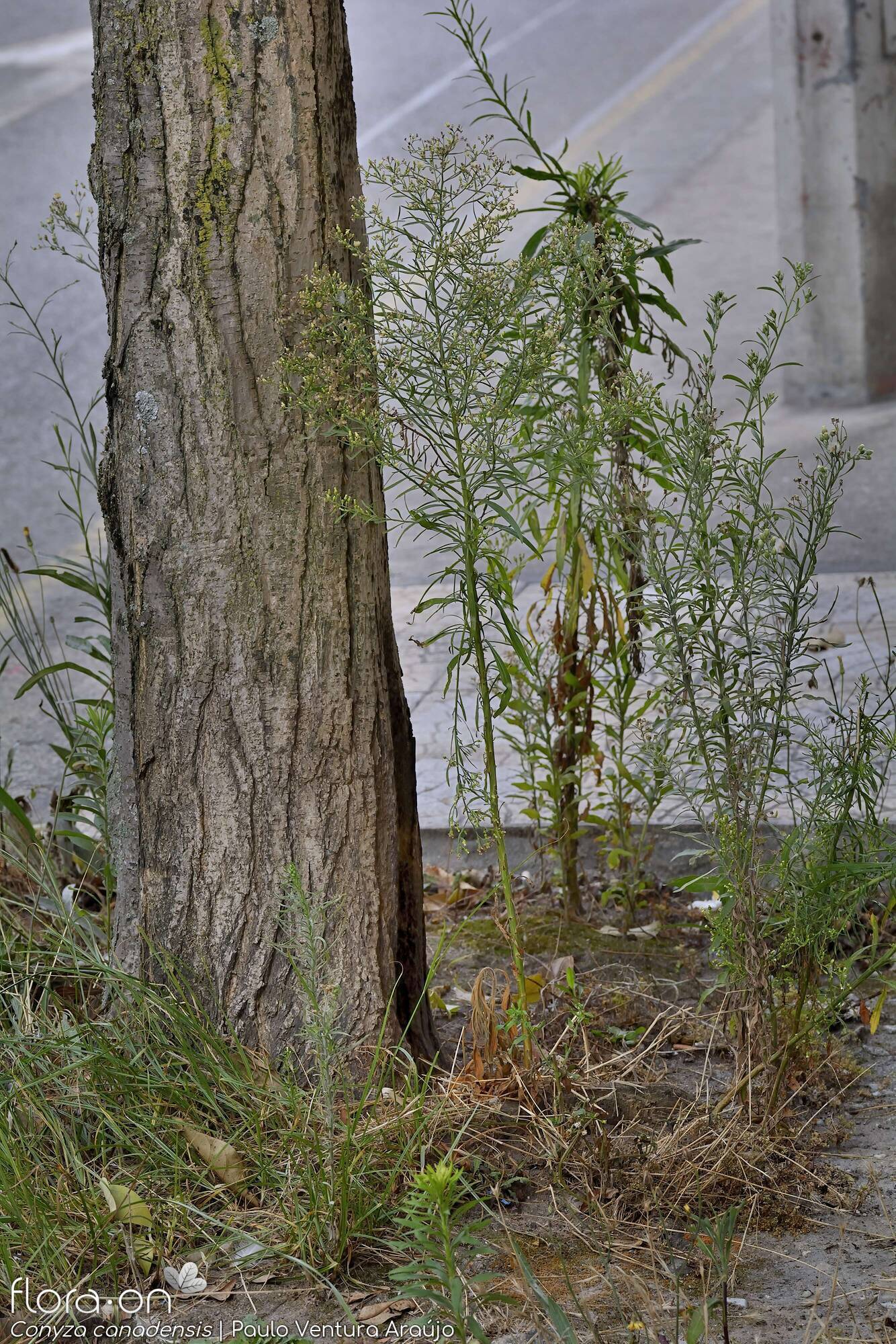 Conyza canadensis - Hábito | Paulo Ventura Araújo; CC BY-NC 4.0