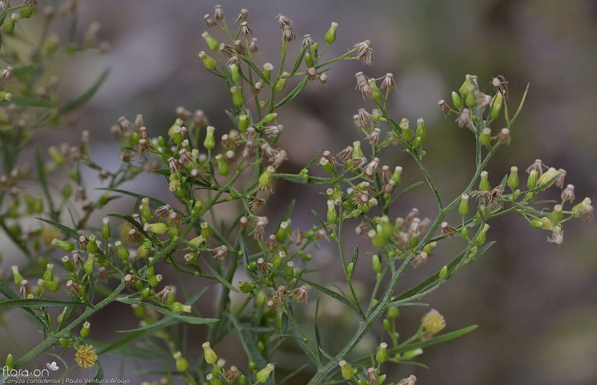 Conyza canadensis - Flor (geral) | Paulo Ventura Araújo; CC BY-NC 4.0