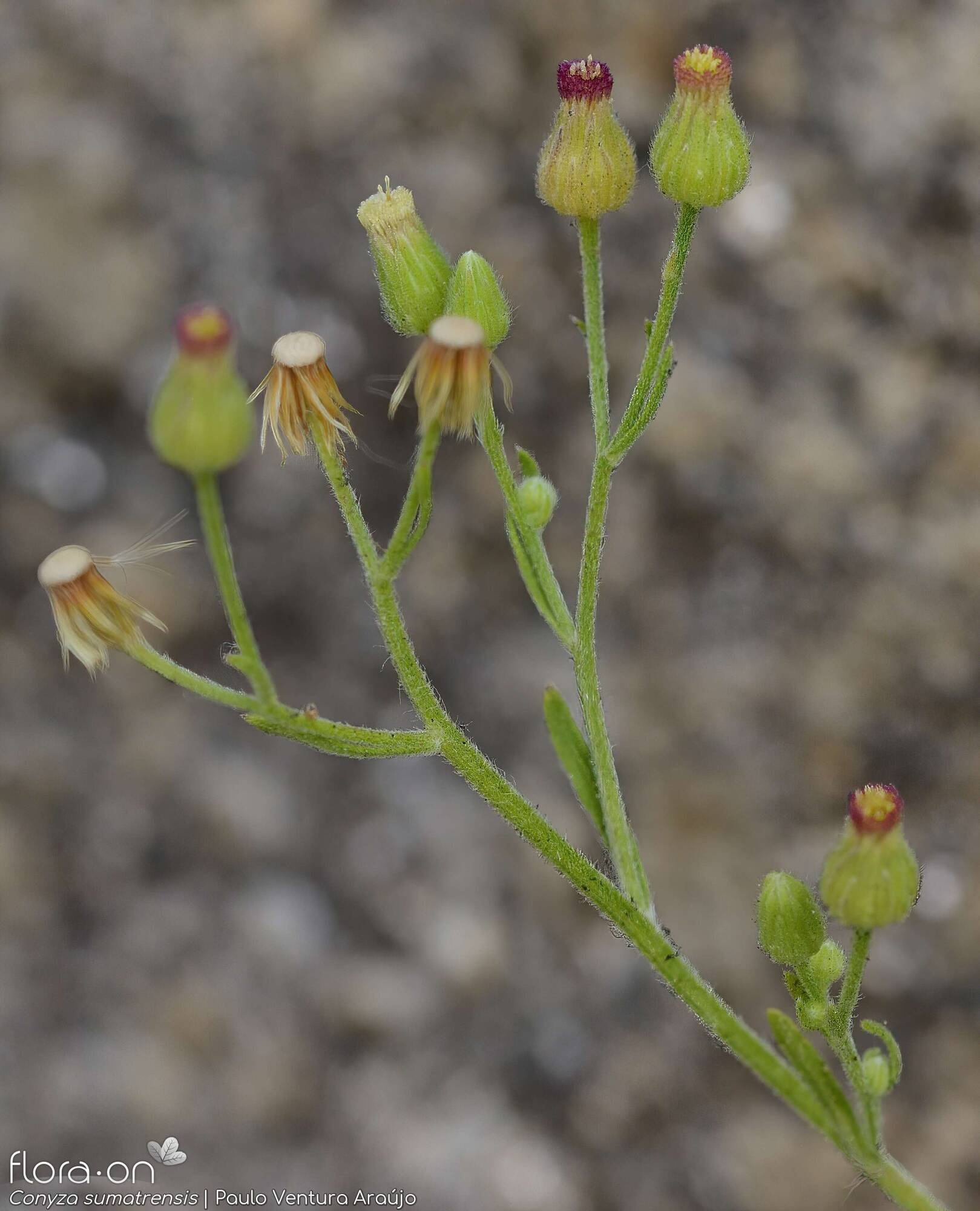 Conyza sumatrensis - Flor (geral) | Paulo Ventura Araújo; CC BY-NC 4.0