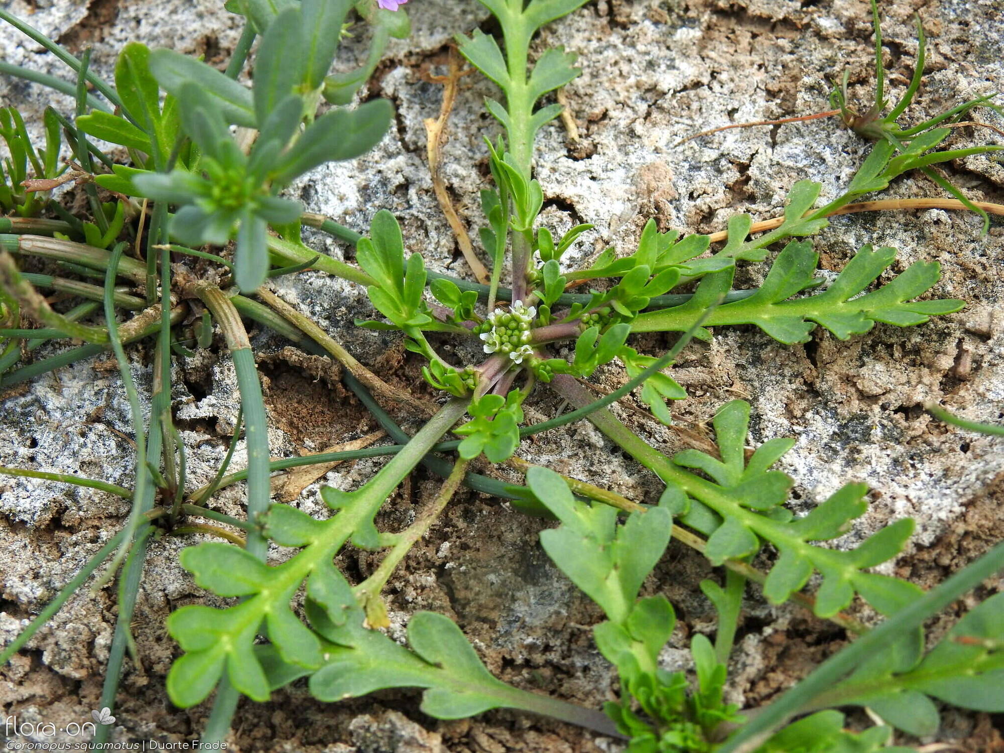Coronopus squamatus - Hábito | Duarte Frade; CC BY-NC 4.0