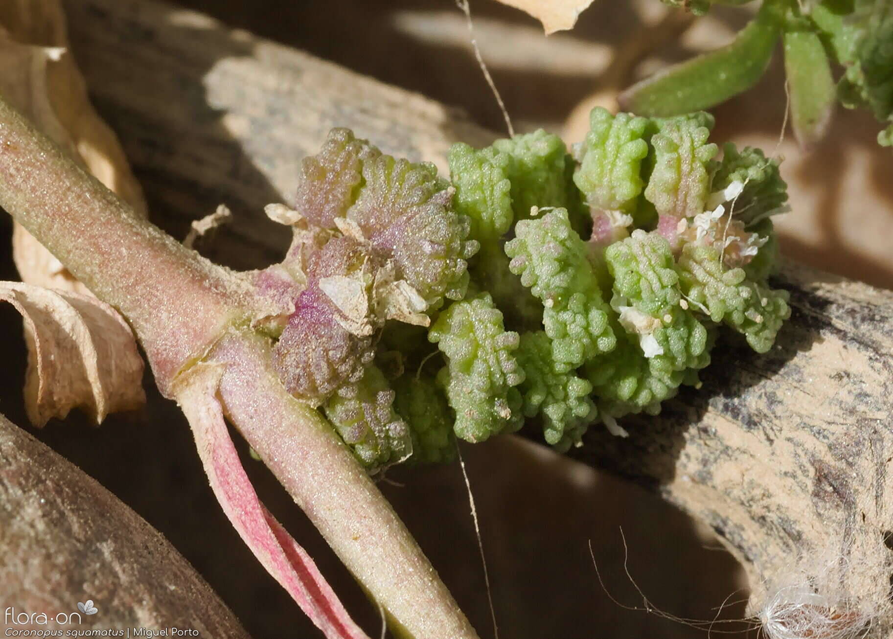 Coronopus squamatus - Fruto | Miguel Porto; CC BY-NC 4.0