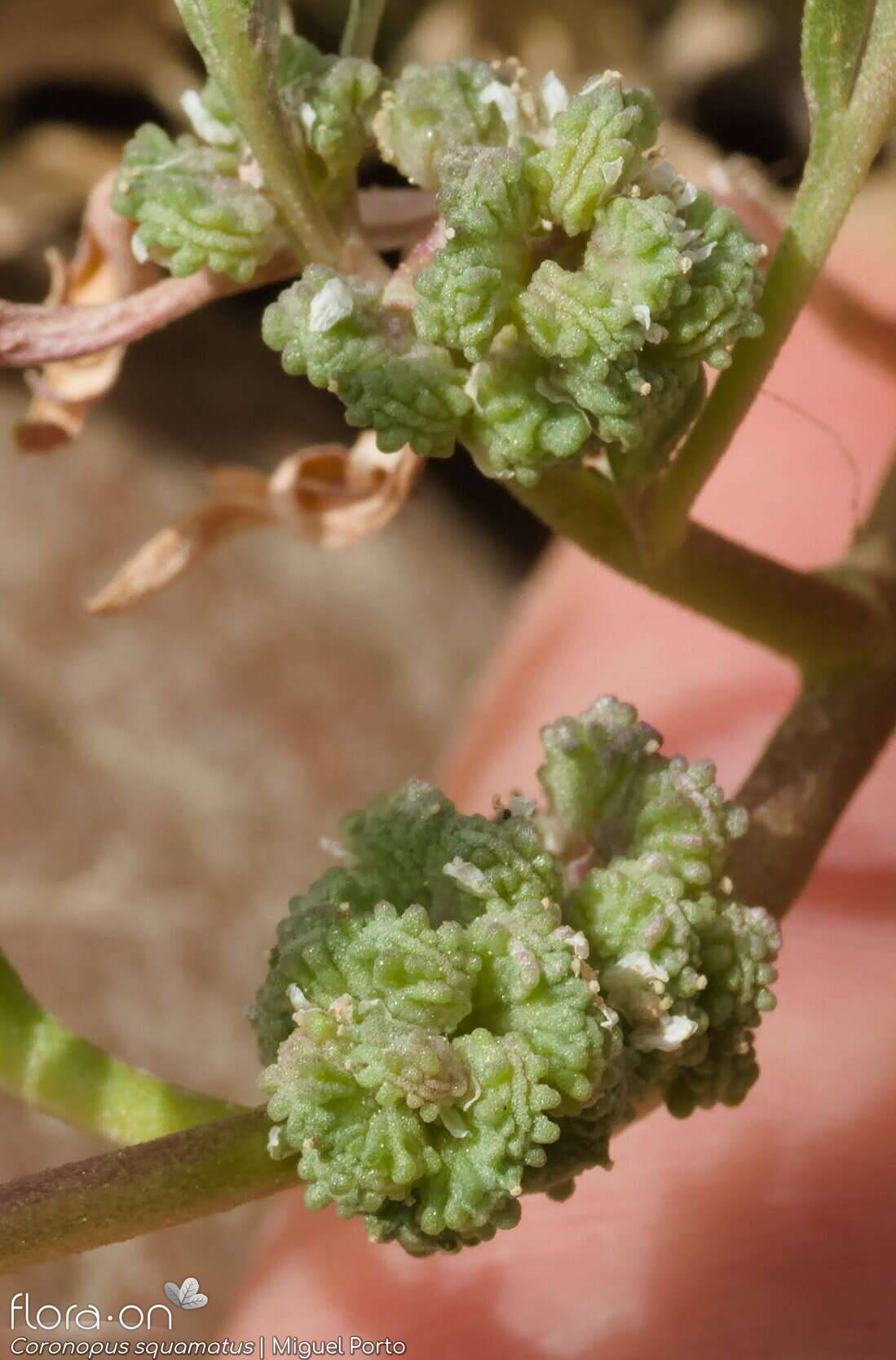 Coronopus squamatus - Fruto | Miguel Porto; CC BY-NC 4.0