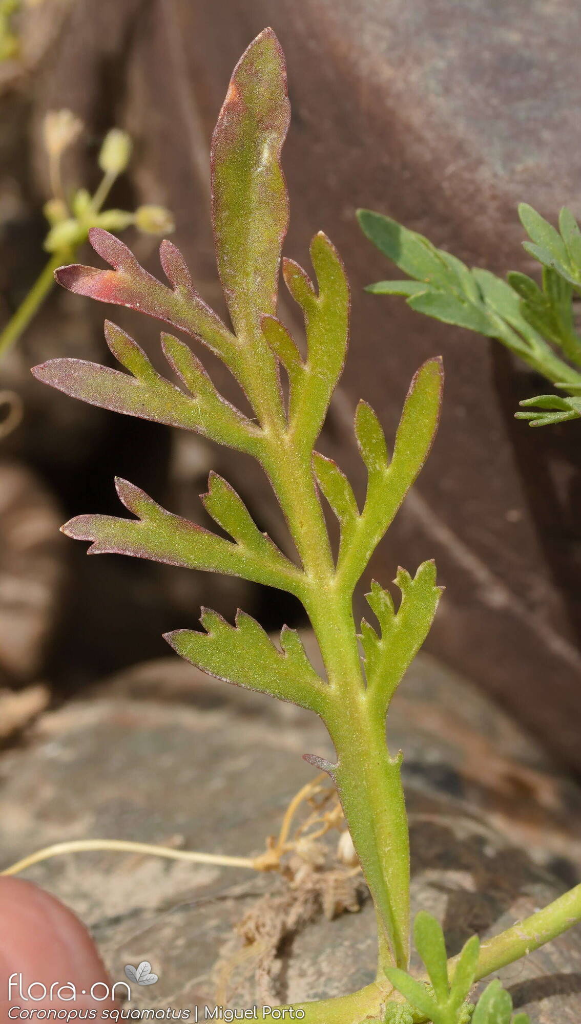 Coronopus squamatus - Folha | Miguel Porto; CC BY-NC 4.0