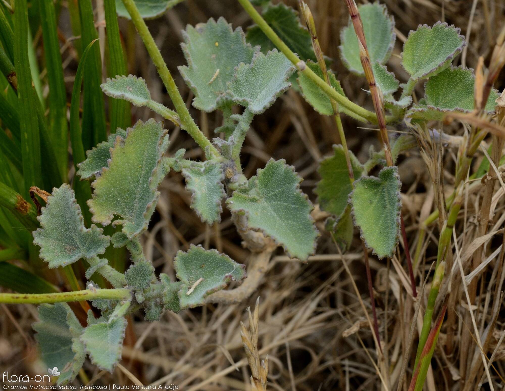 Crambe fruticosa fruticosa - Folha | Paulo Ventura Araújo; CC BY-NC 4.0
