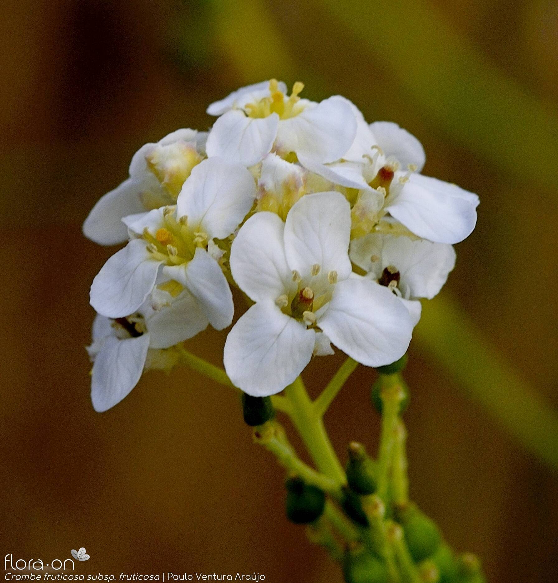 Crambe fruticosa fruticosa - Flor (close-up) | Paulo Ventura Araújo; CC BY-NC 4.0