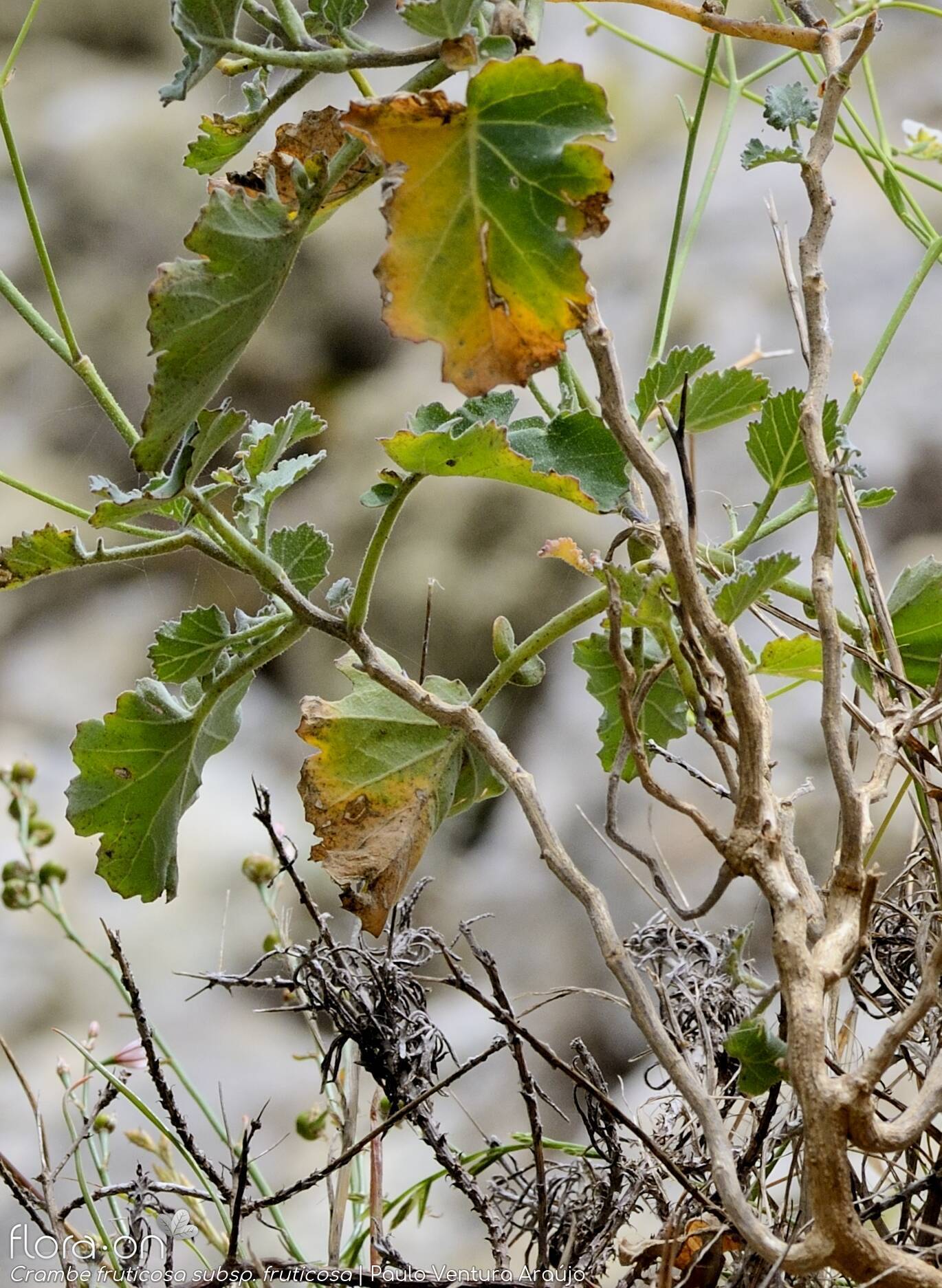 Crambe fruticosa fruticosa - Folha (geral) | Paulo Ventura Araújo; CC BY-NC 4.0