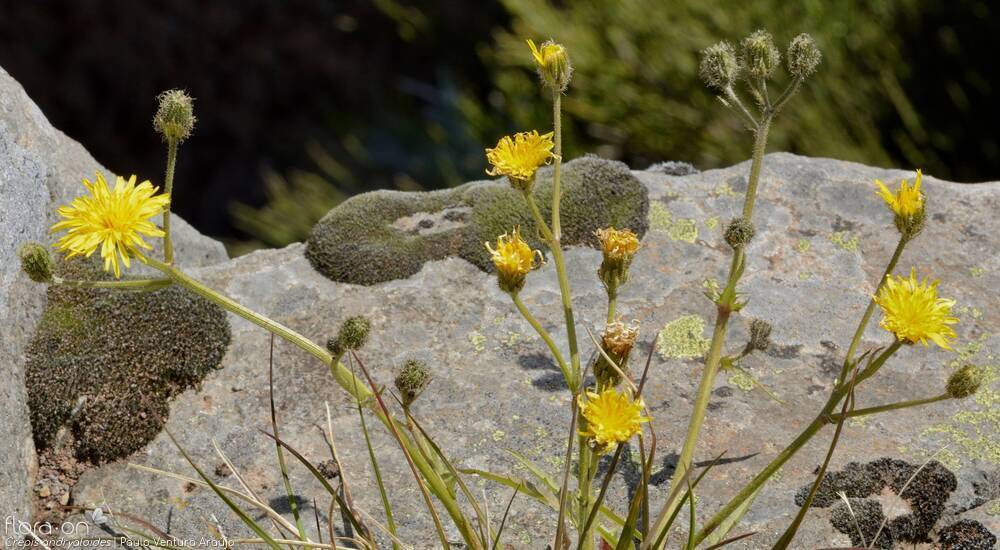 Crepis andryaloides