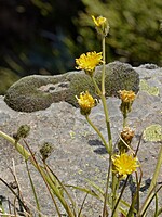 Crepis andryaloides