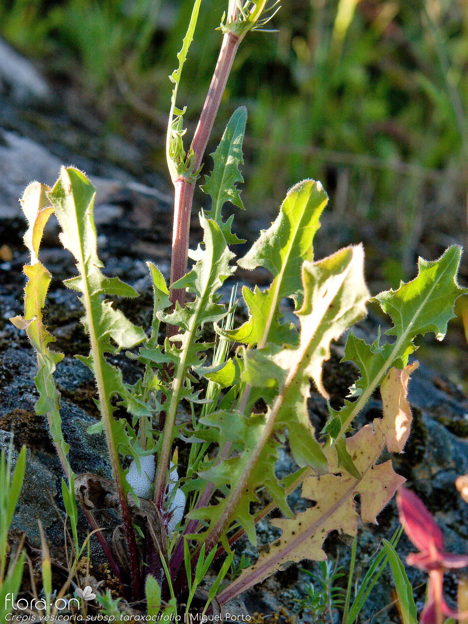 Crepis vesicaria taraxacifolia - Folha | Miguel Porto; CC BY-NC 4.0