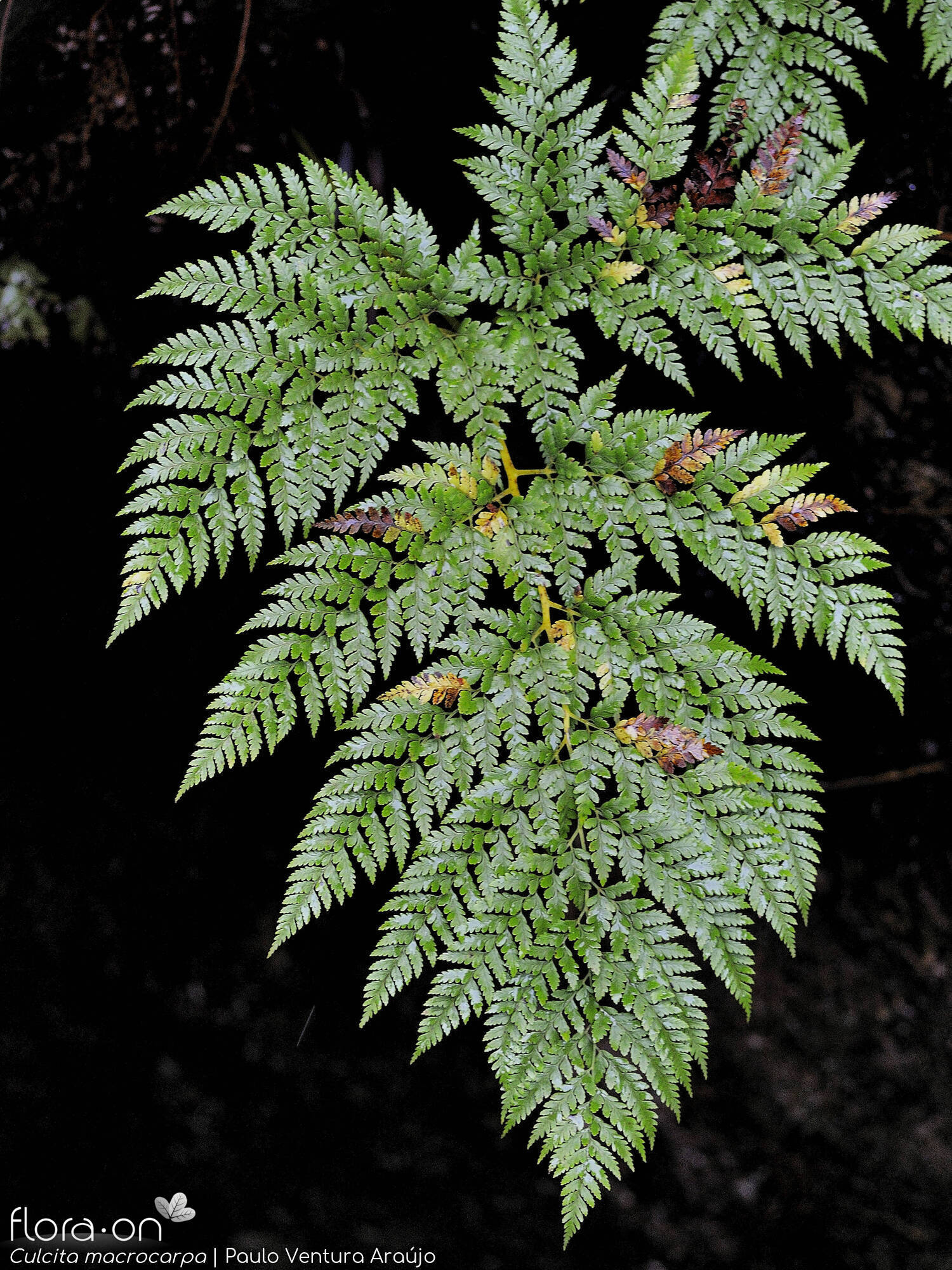 Culcitaceae