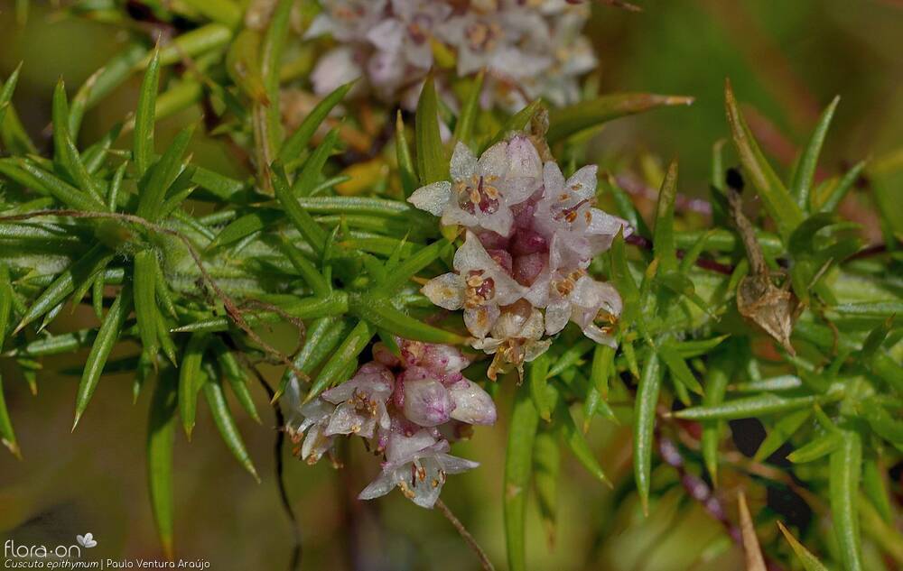 Cuscuta epithymum