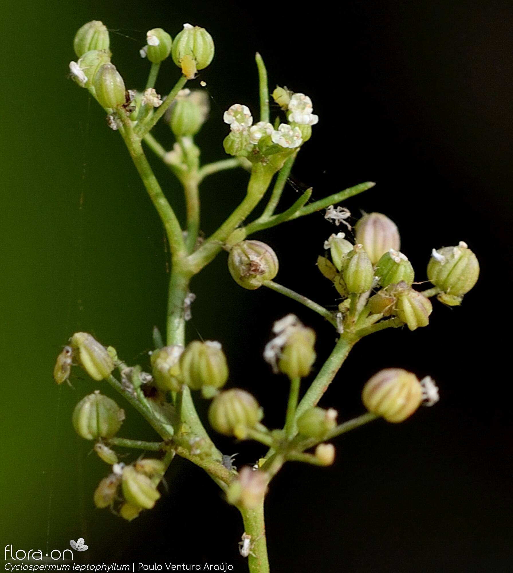 Cyclospermum leptophyllum - Fruto | Paulo Ventura Araújo; CC BY-NC 4.0