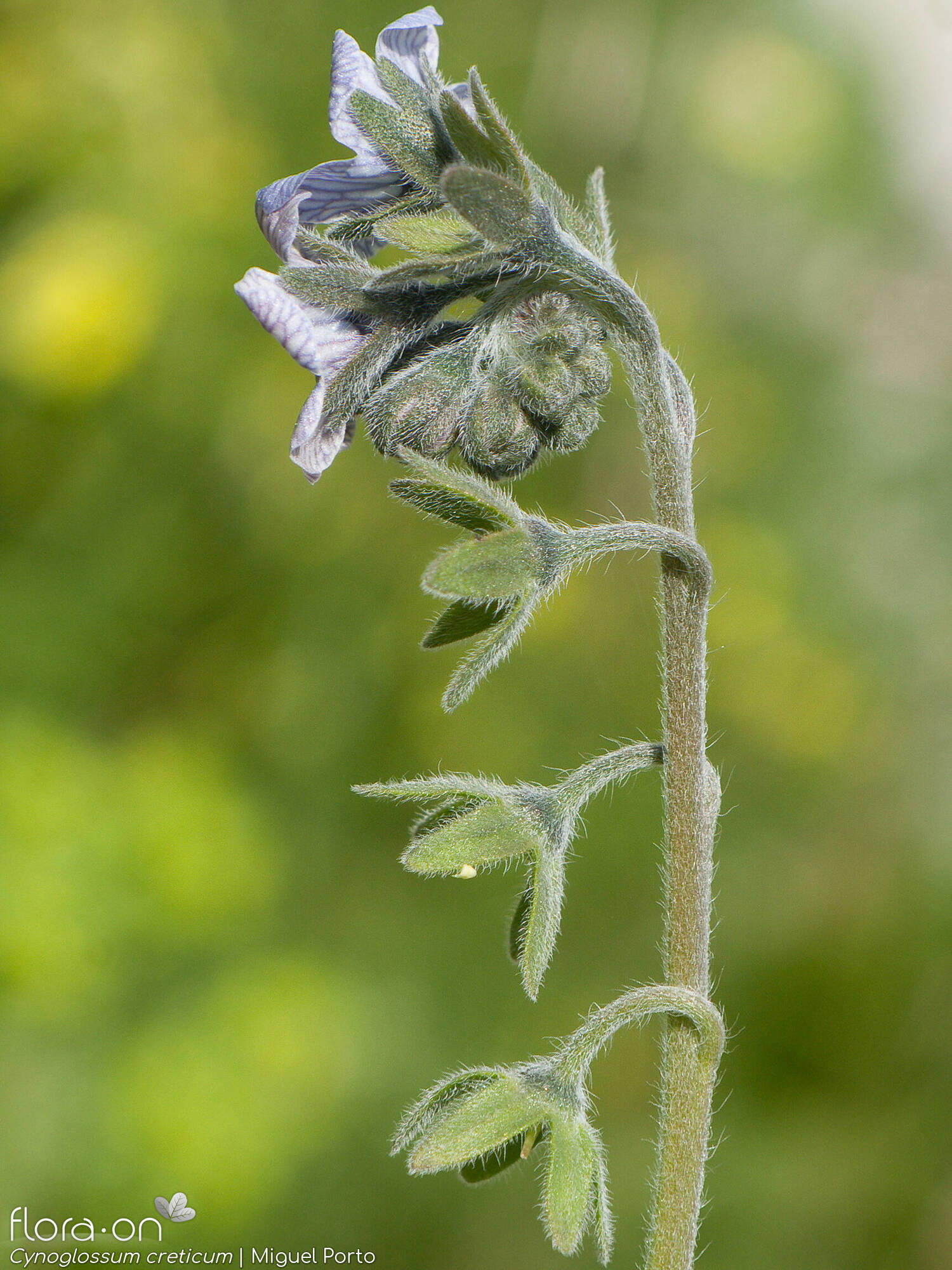 Cynoglossum creticum - Flor (geral) | Miguel Porto; CC BY-NC 4.0