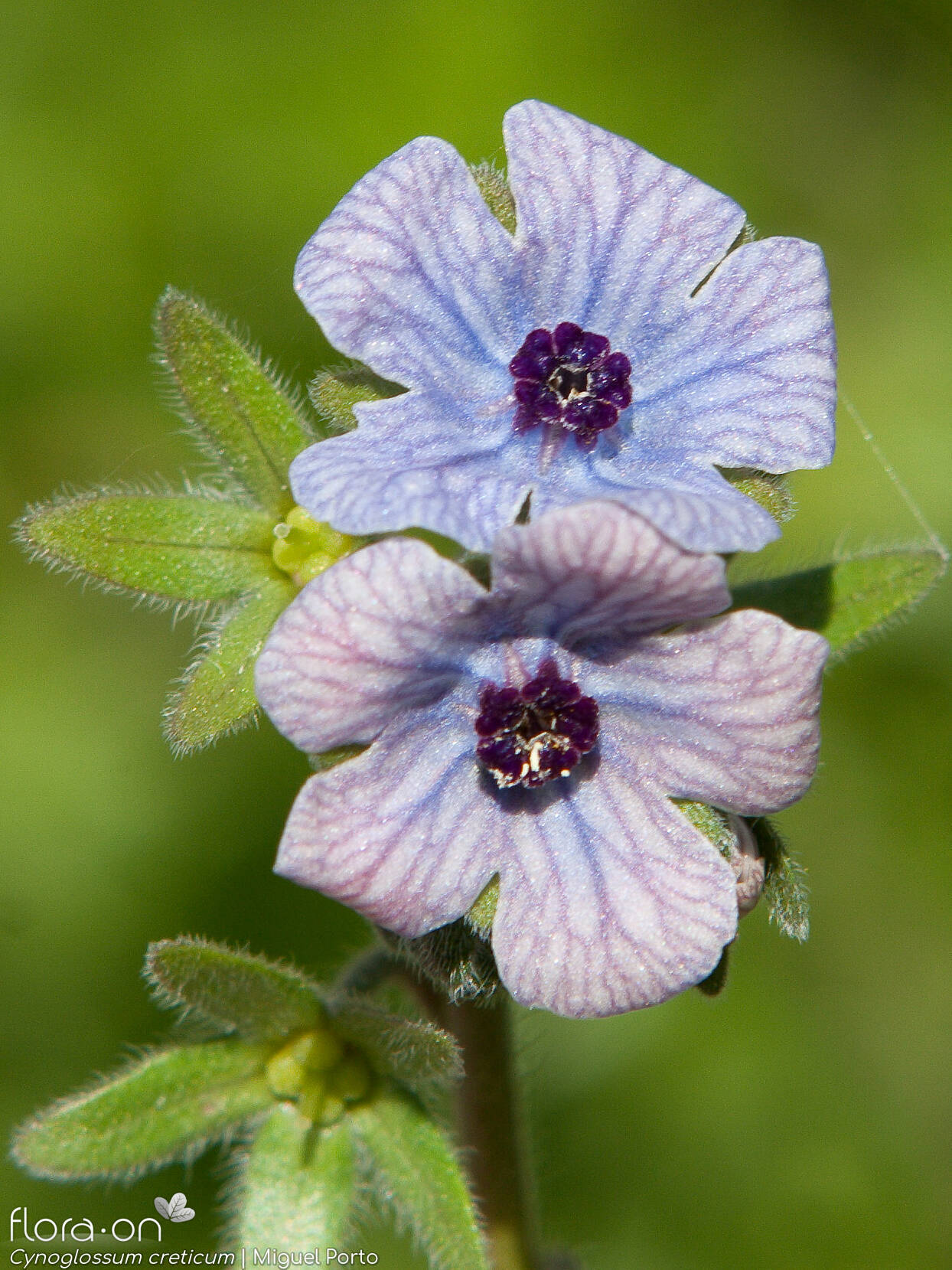 Cynoglossum creticum - Flor (close-up) | Miguel Porto; CC BY-NC 4.0