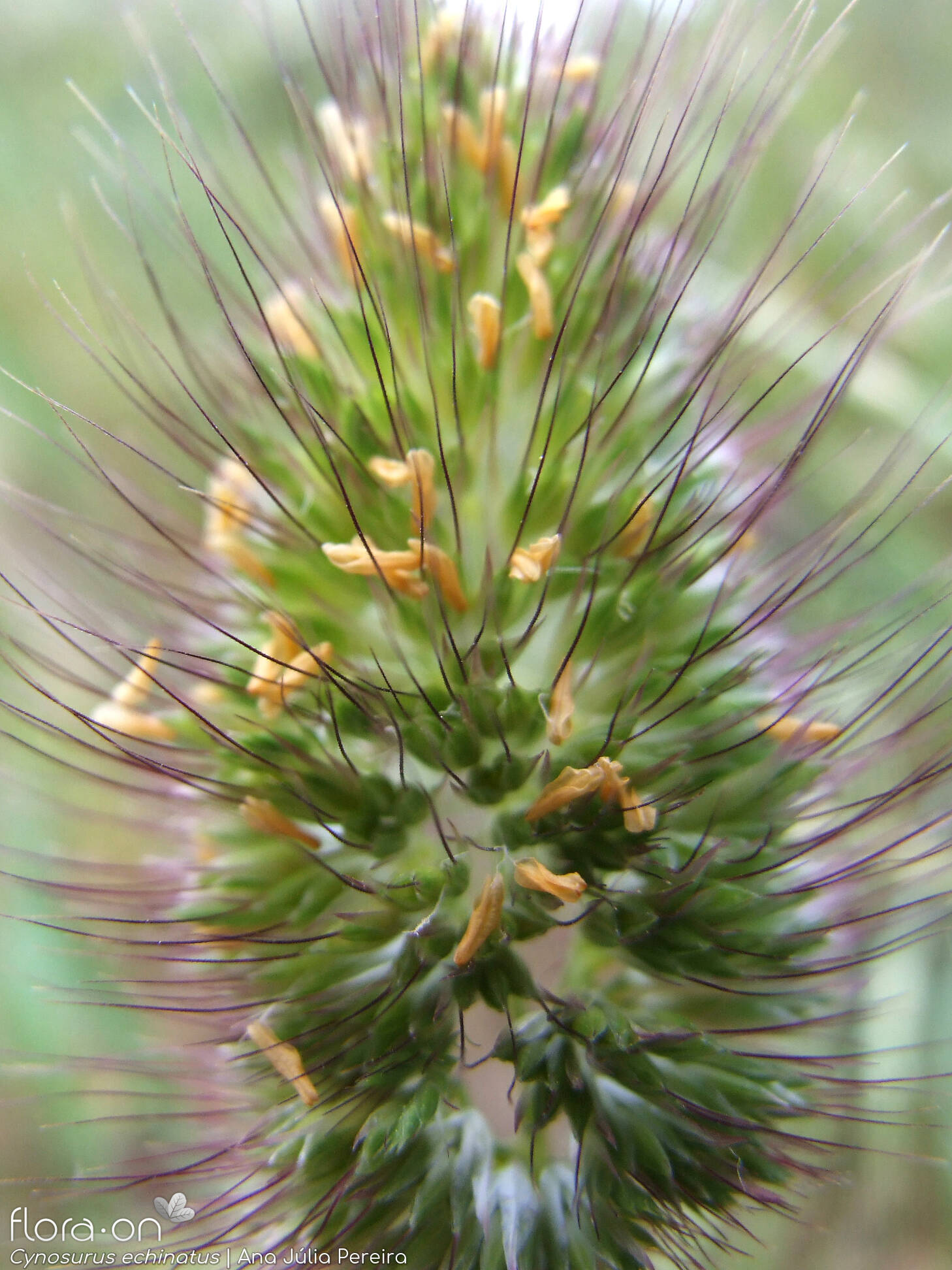 Cynosurus echinatus - Flor (close-up) | Ana Júlia Pereira; CC BY-NC 4.0