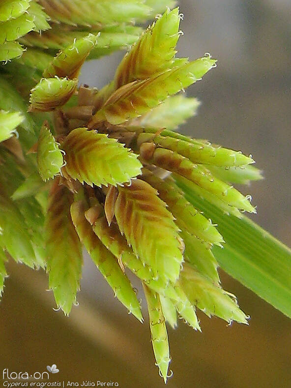Cyperus eragrostis - Flor (close-up) | Ana Júlia Pereira; CC BY-NC 4.0