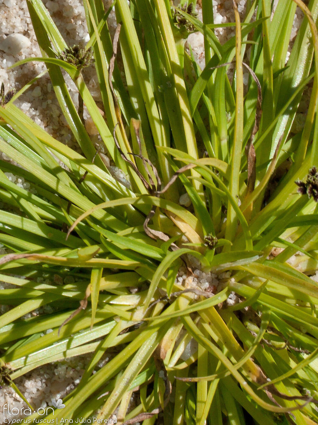 Cyperus fuscus - Folha | Ana Júlia Pereira; CC BY-NC 4.0